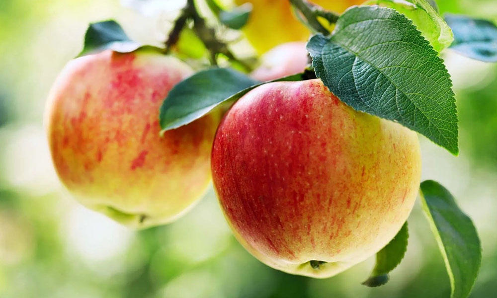 برای بزرگ کردن آلت تناسلی چی باید بخورم
