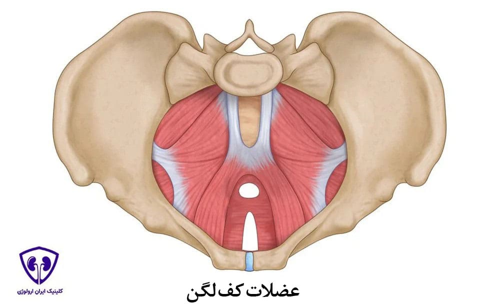 تمرینات کگل برای تقویت عضلات کف لگن